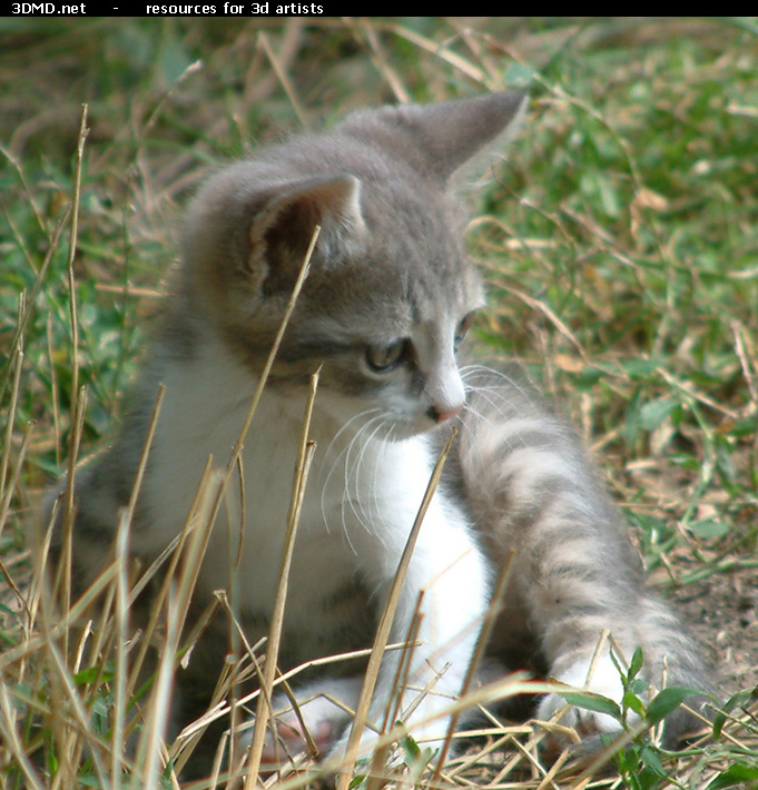 Grey Kitten Photo    