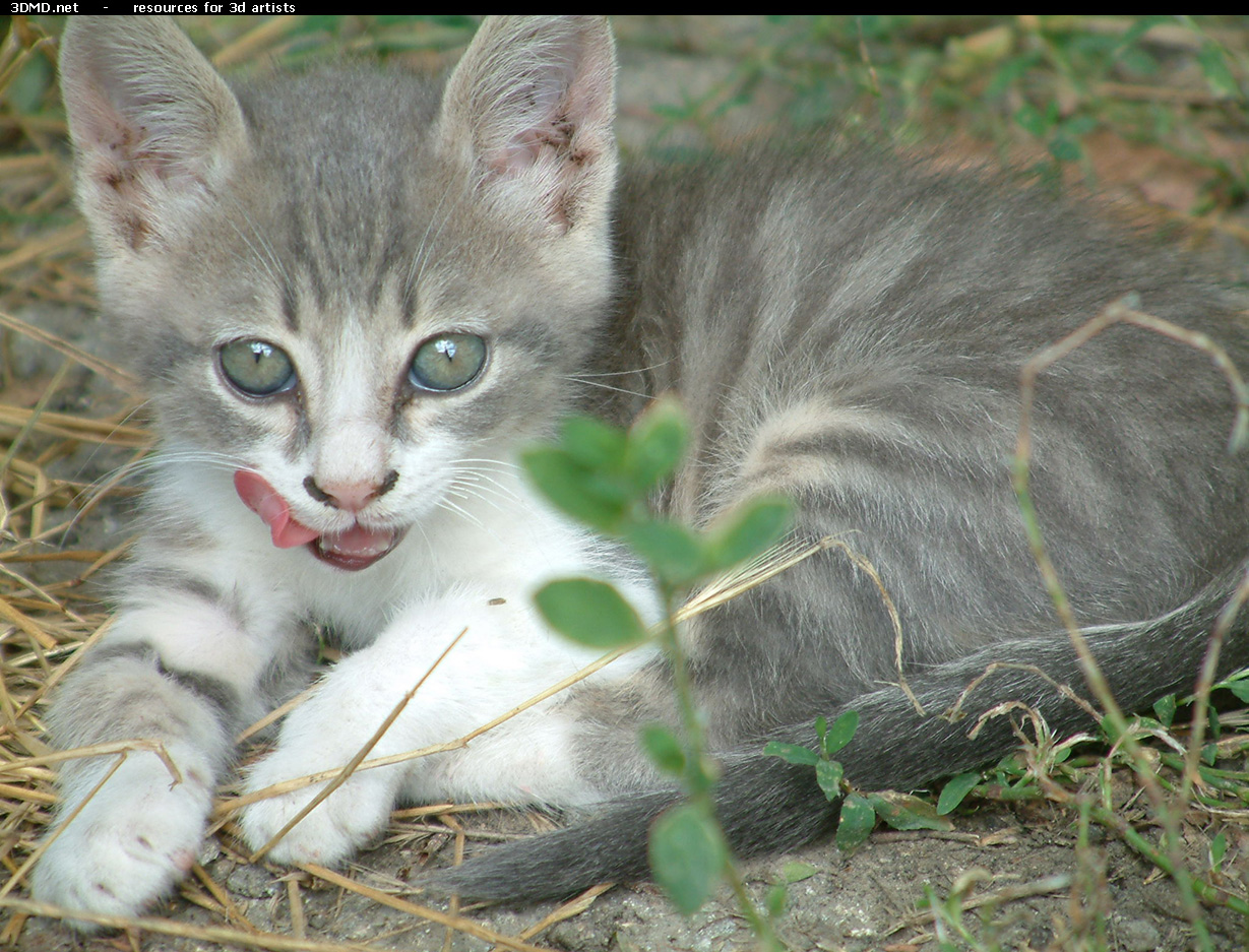 Grey Kitten Photo    