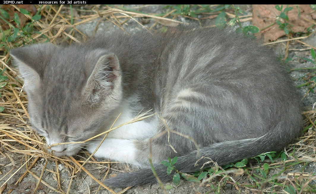 Grey Kitten Photo    