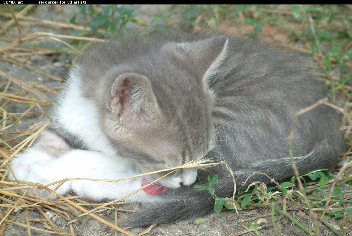 Grey Kitten Photo    