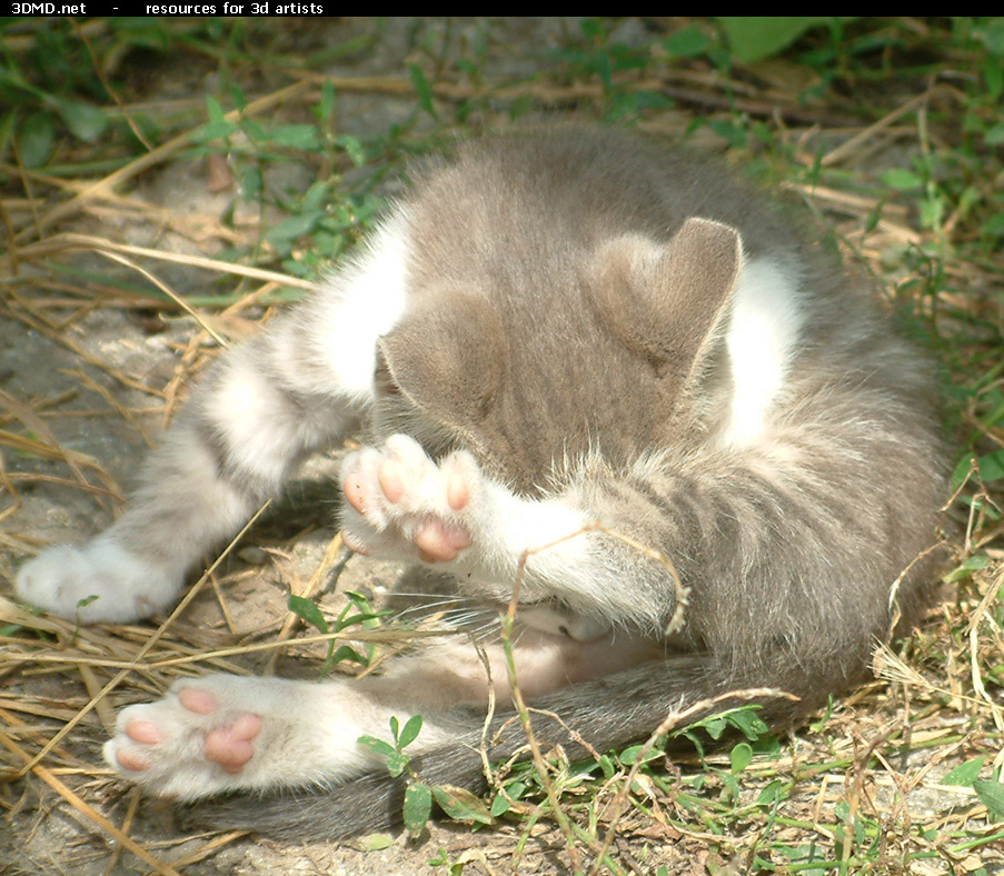 Grey Kitten Photo    