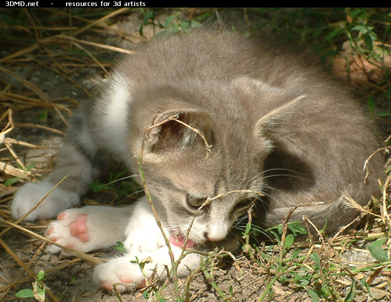 Grey Kitten Photo    