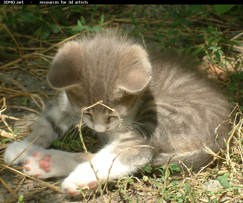 Grey Kitten Photo    