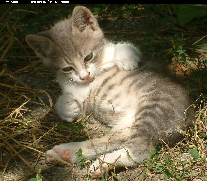 Grey Kitten Photo    