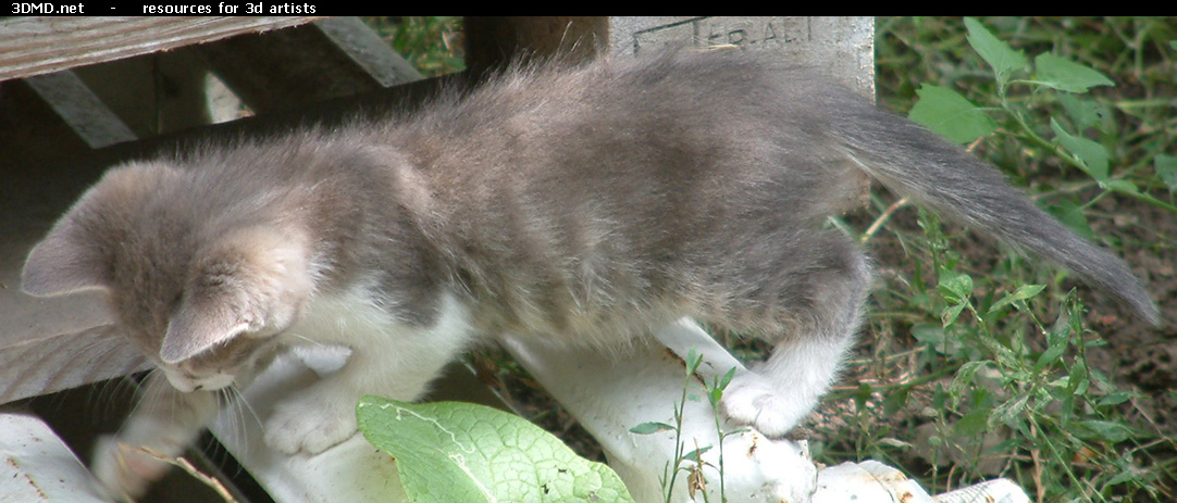 Grey Kitten Photo    