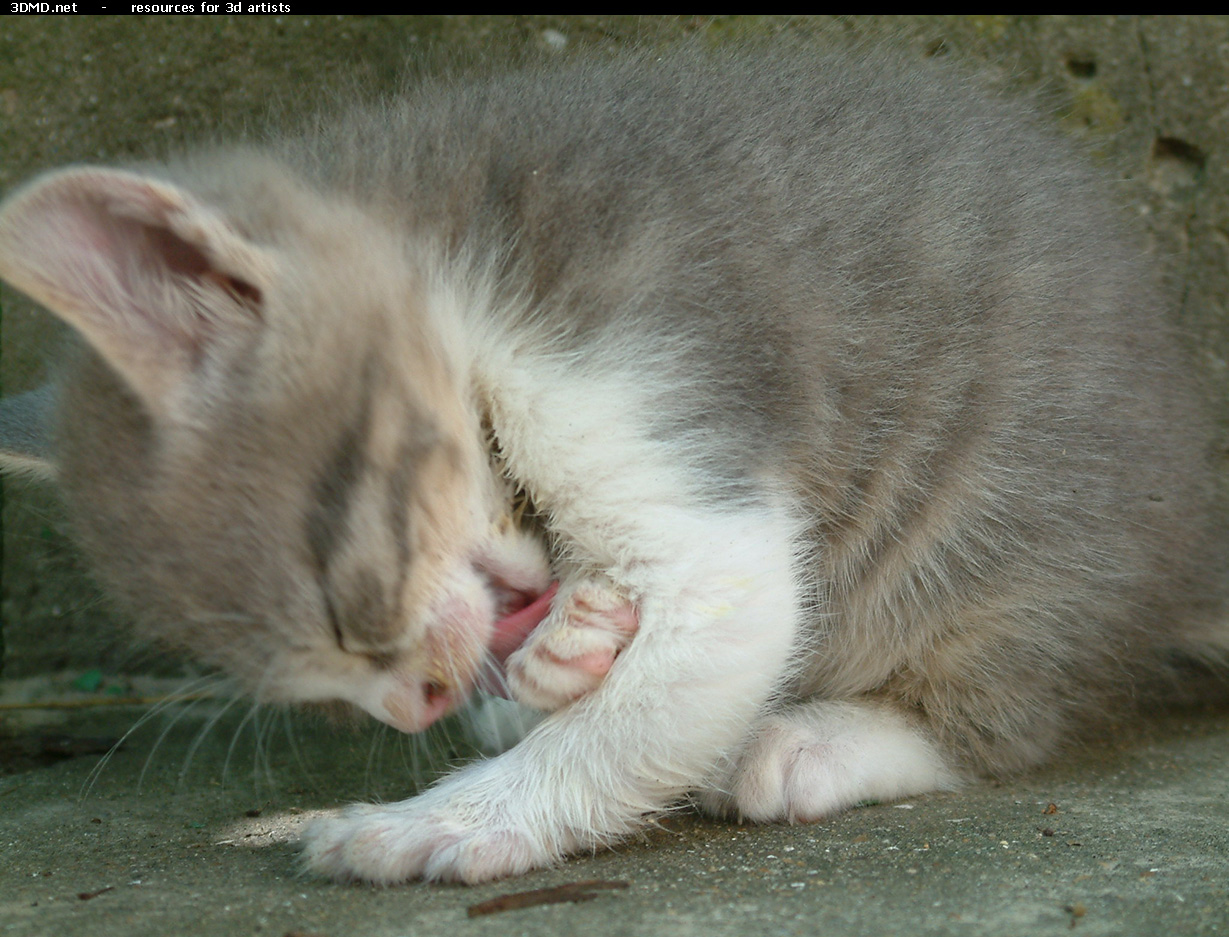 Grey Kitten Photo    