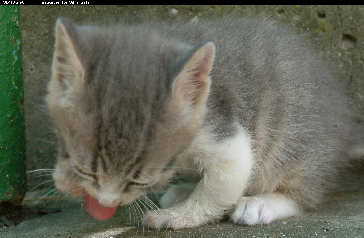 Grey Kitten Photo    