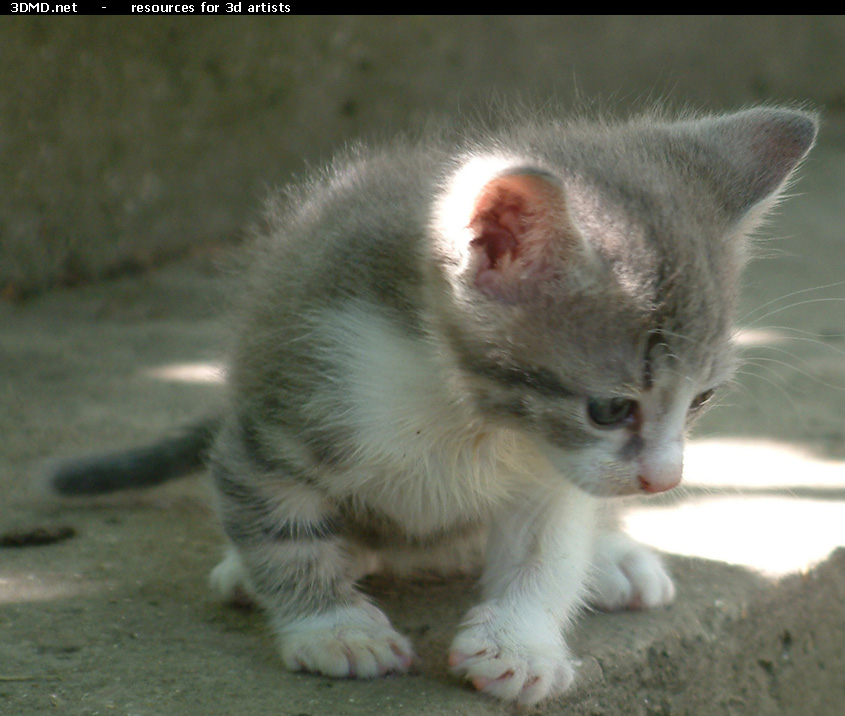Grey Kitten Photo    