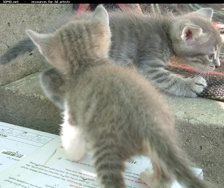 Grey Kitten Photo    