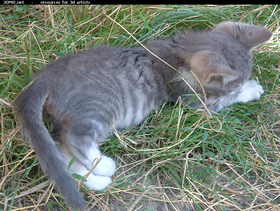 Grey Kitten Photo    