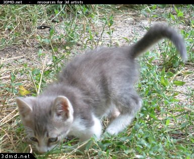 Gray kitten with white paws sales