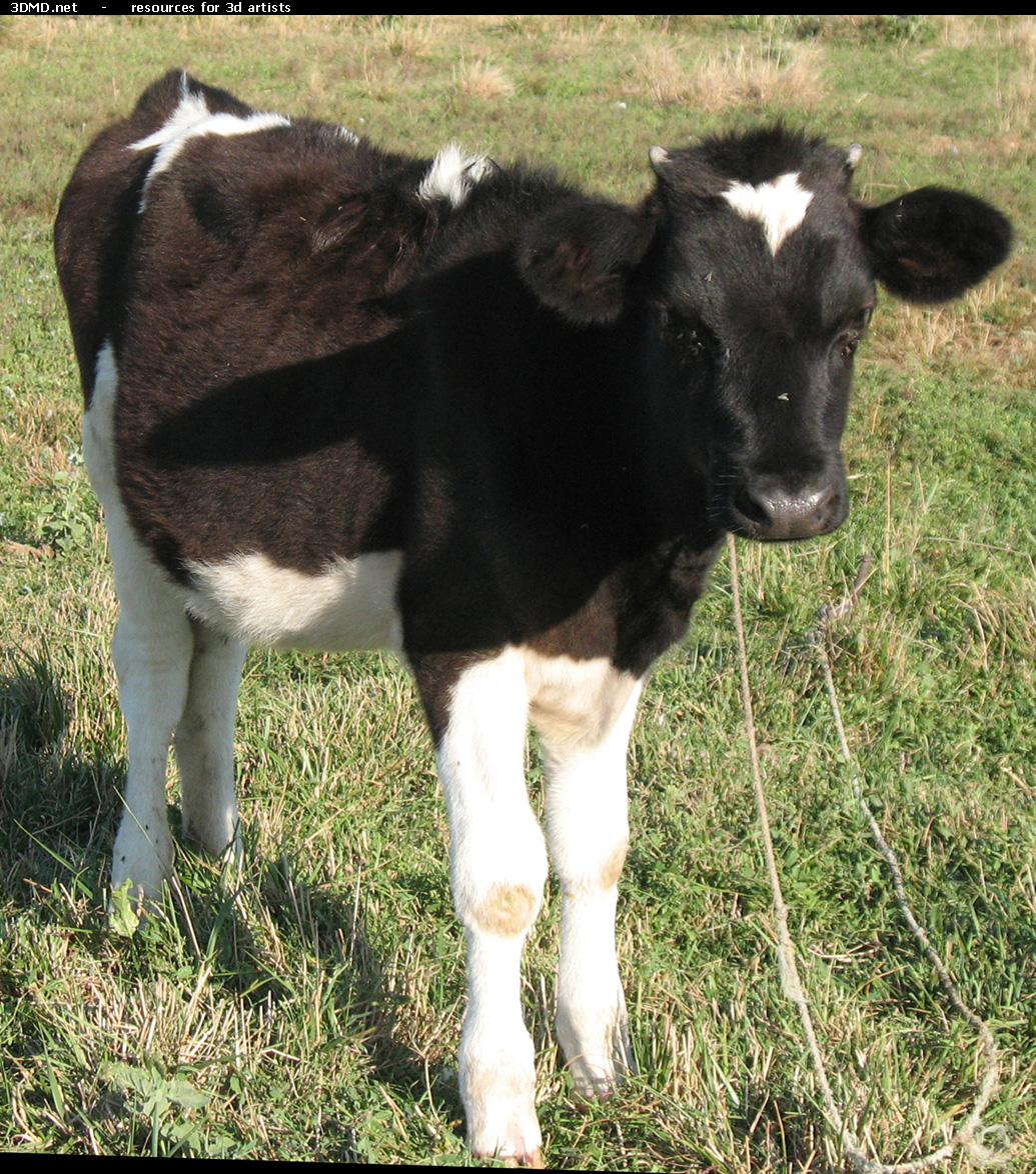 Calf Photo     