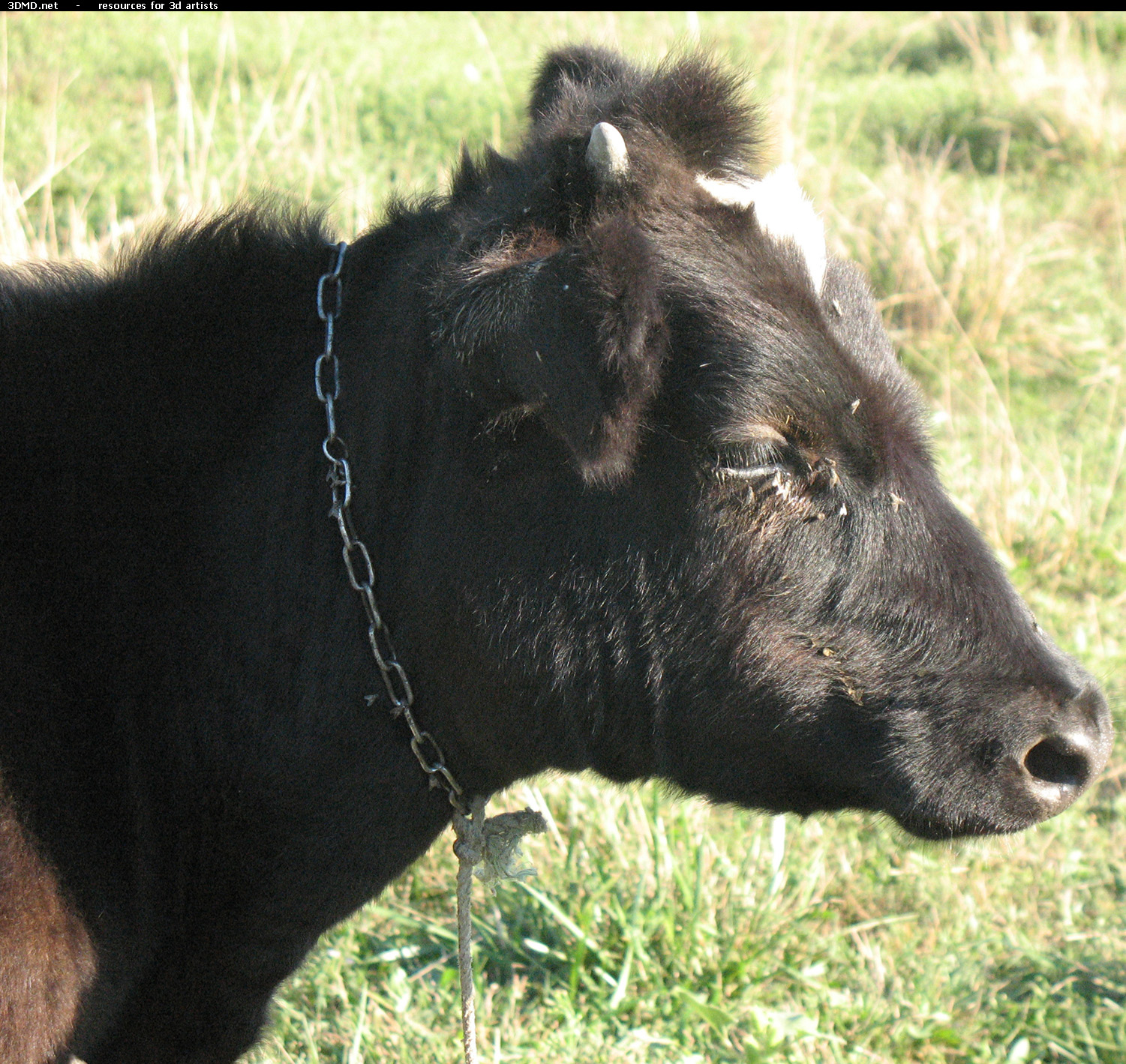Calf Photo Head Side  