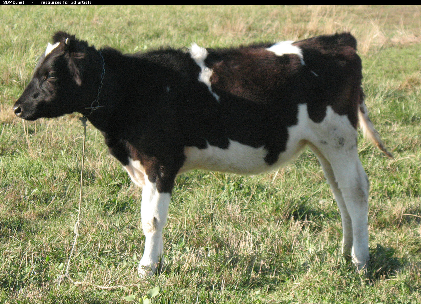 Calf Photo Side  