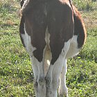 Filename=calf_photo_back.JPG
Filesize=627KiB
Dimensions=844x1451
Date added=Feb 26, 2009 calf_photo_back.JPG