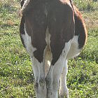 calf_photo_back.JPG