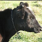 Filename=calf_photo_head_side.JPG
Filesize=807KiB
Dimensions=1501x1419
Date added=Feb 26, 2009 calf_photo_head_side.JPG