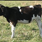 Filename=calf_photo_side.JPG
Filesize=621KiB
Dimensions=1339x967
Date added=Feb 26, 2009 calf_photo_side.JPG
