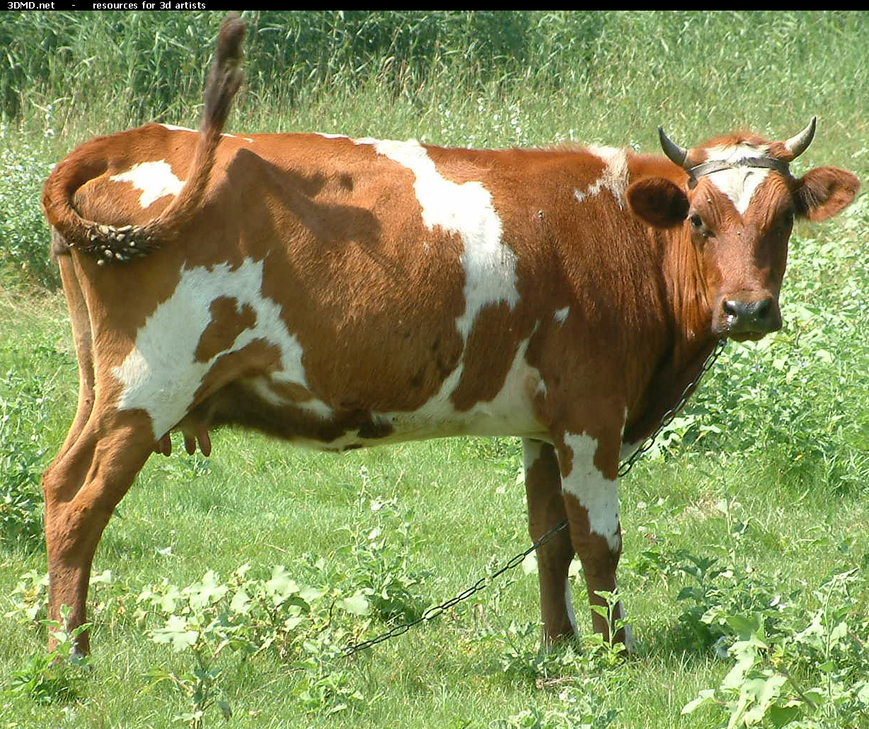 Red Cow Photo     