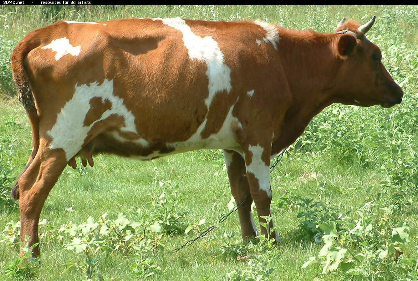 Red Cow Photo     