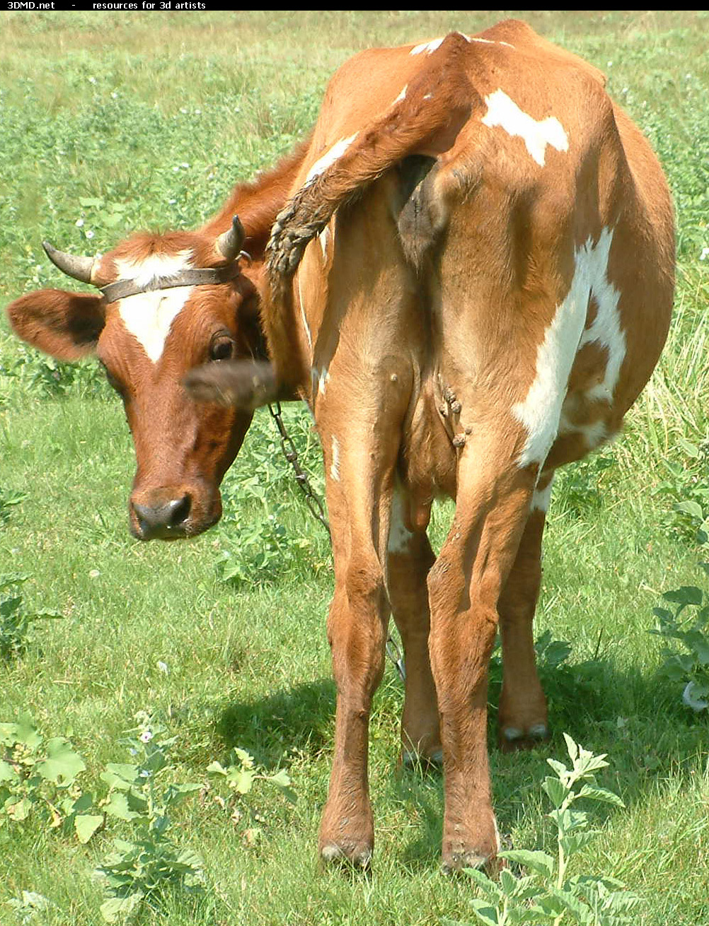 Red Cow Photo     