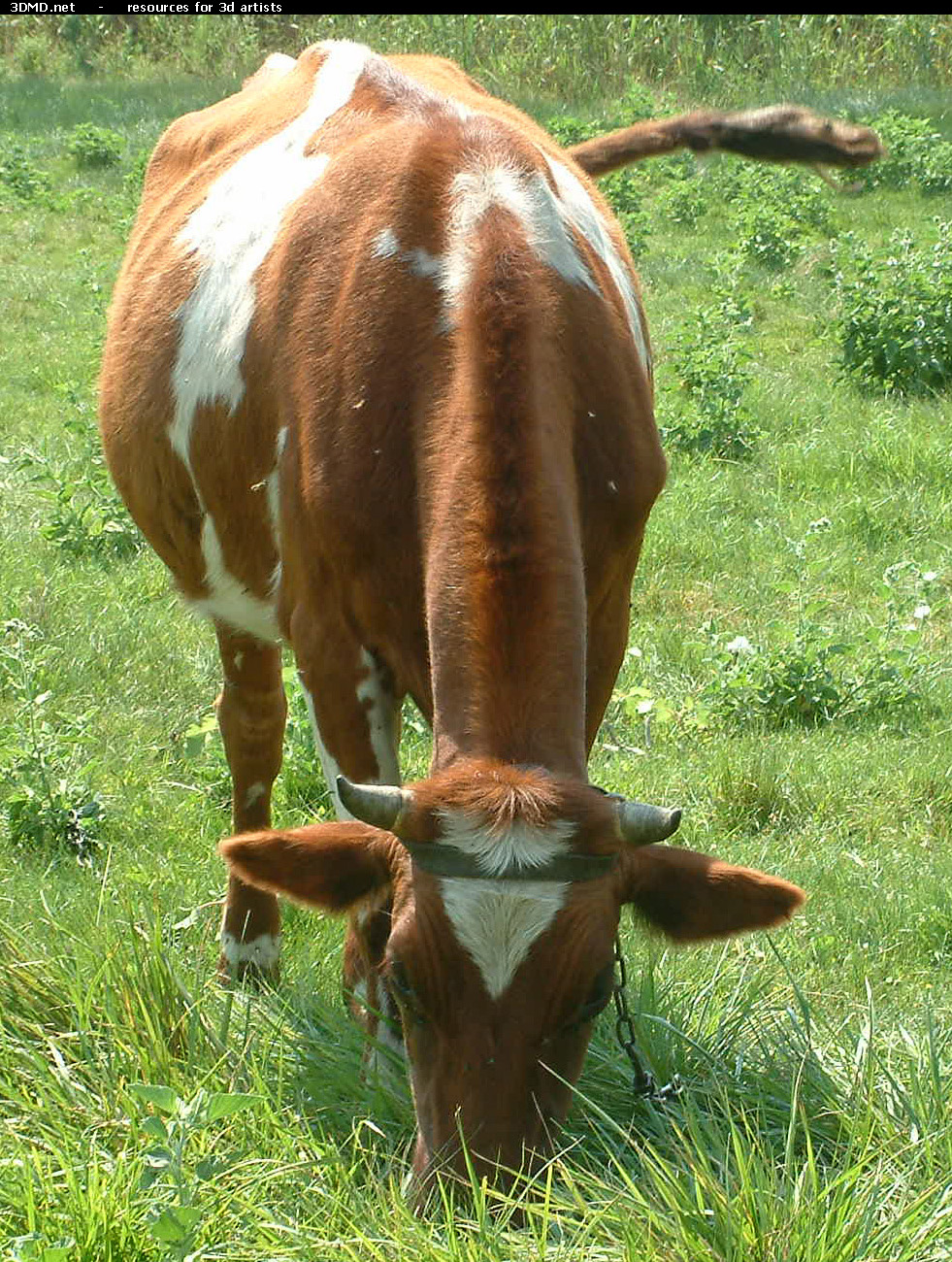 Red Cow Photo     