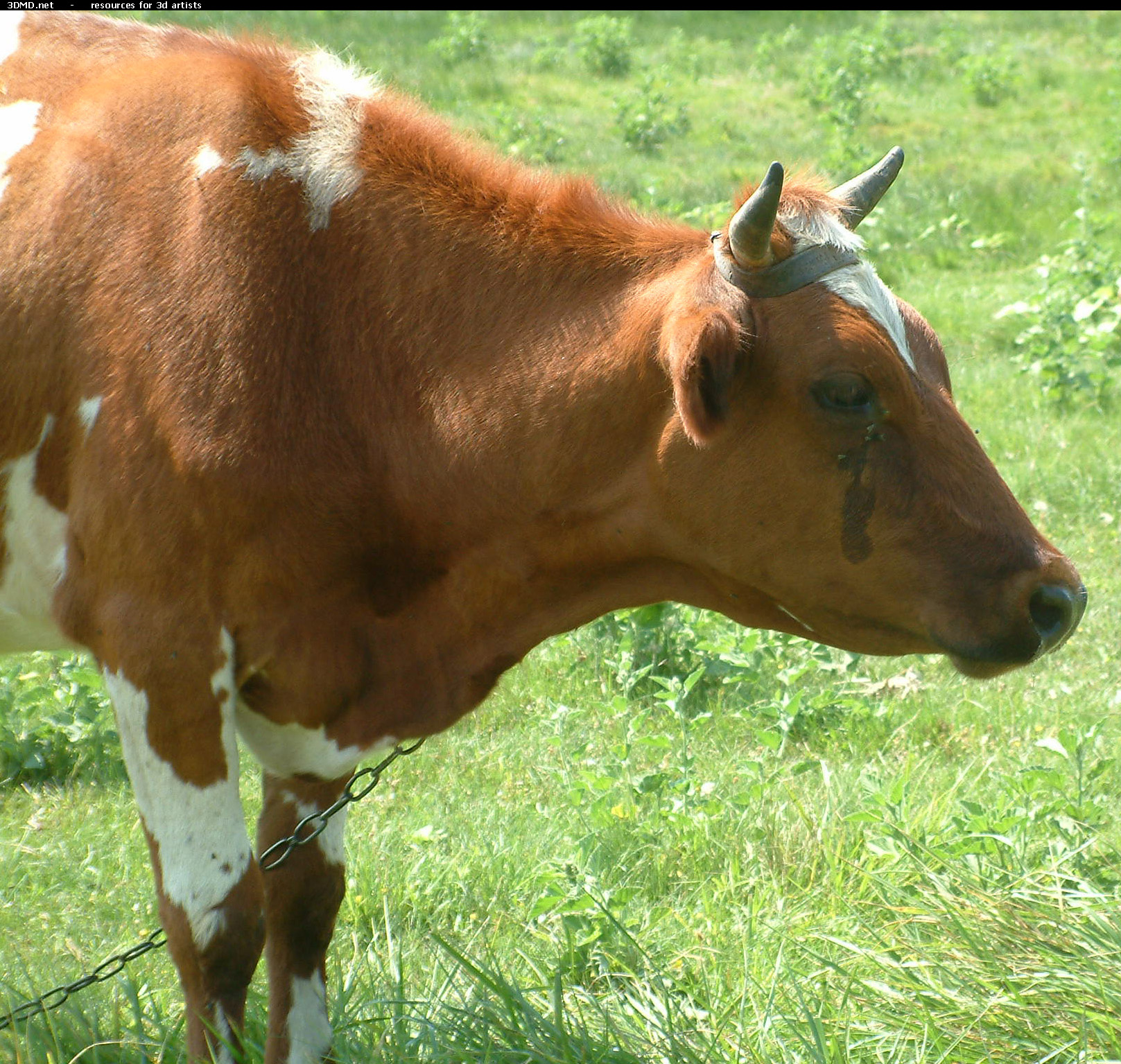 Red Cow Photo     