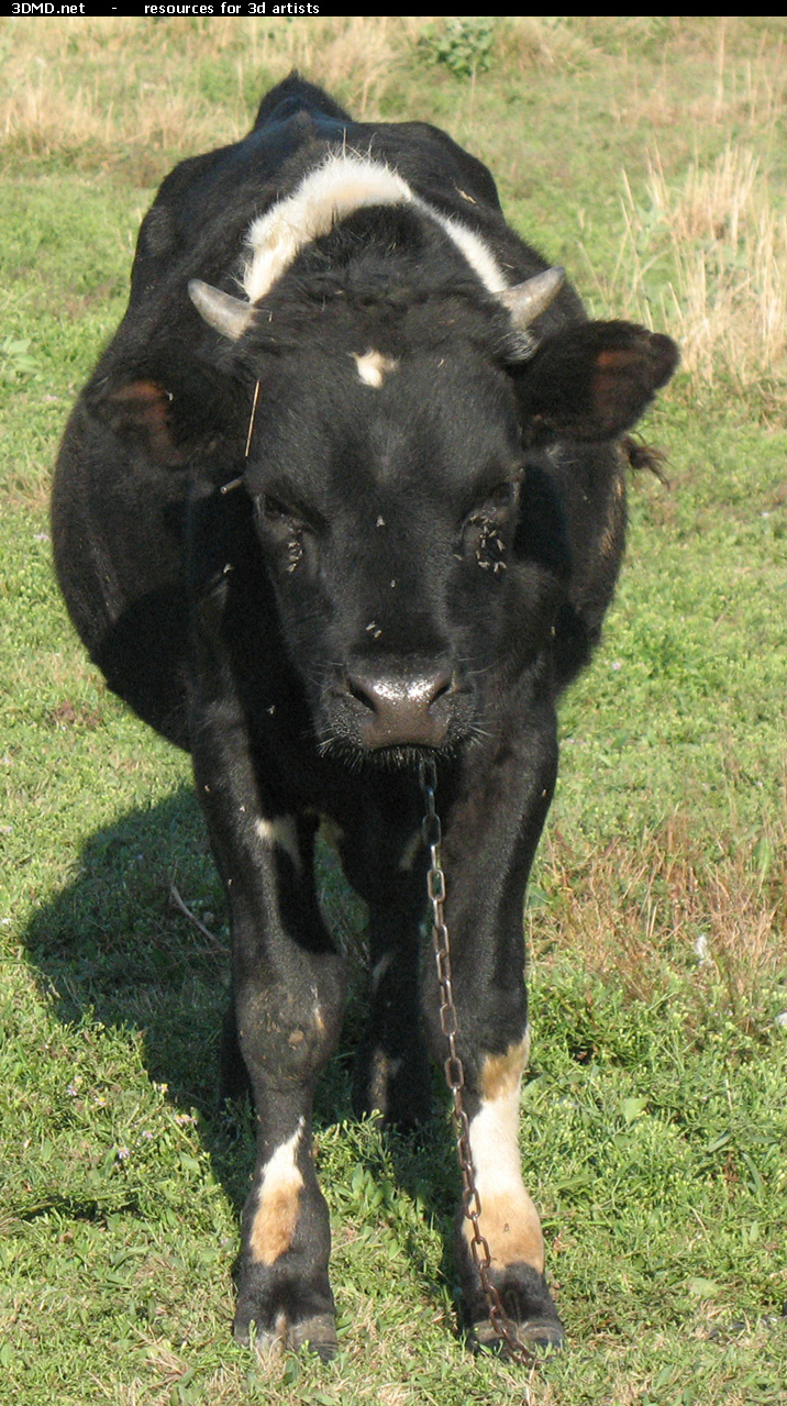 Back Bull Photo Front  