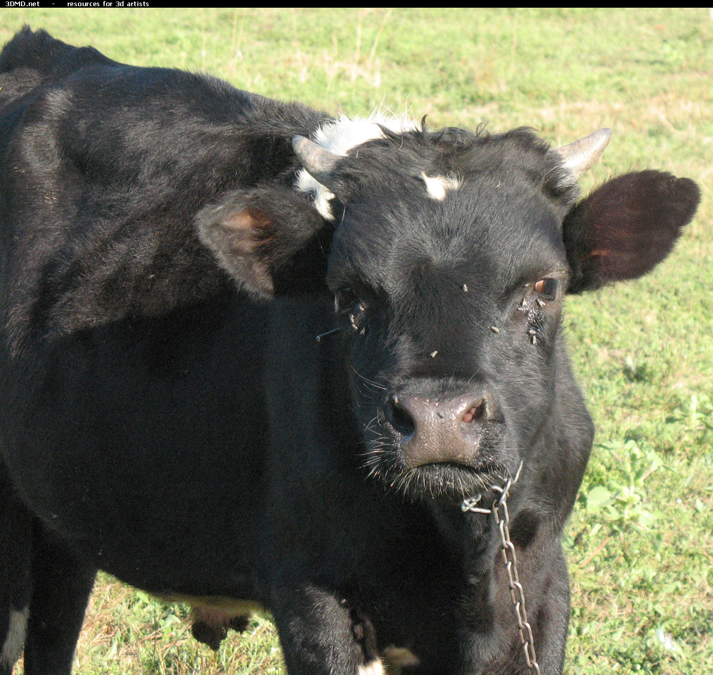 Back Bull Photo Head Front  