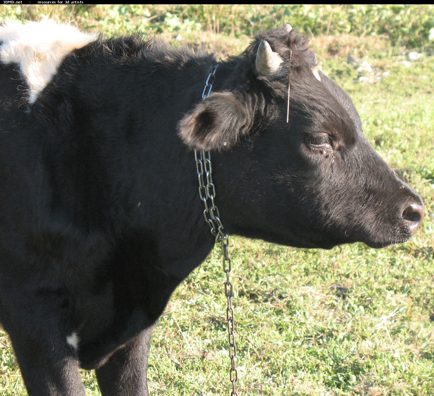 Back Bull Photo Head Side  