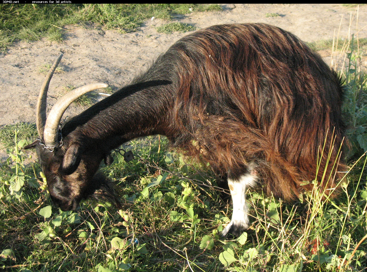 Brown Goat Photo     