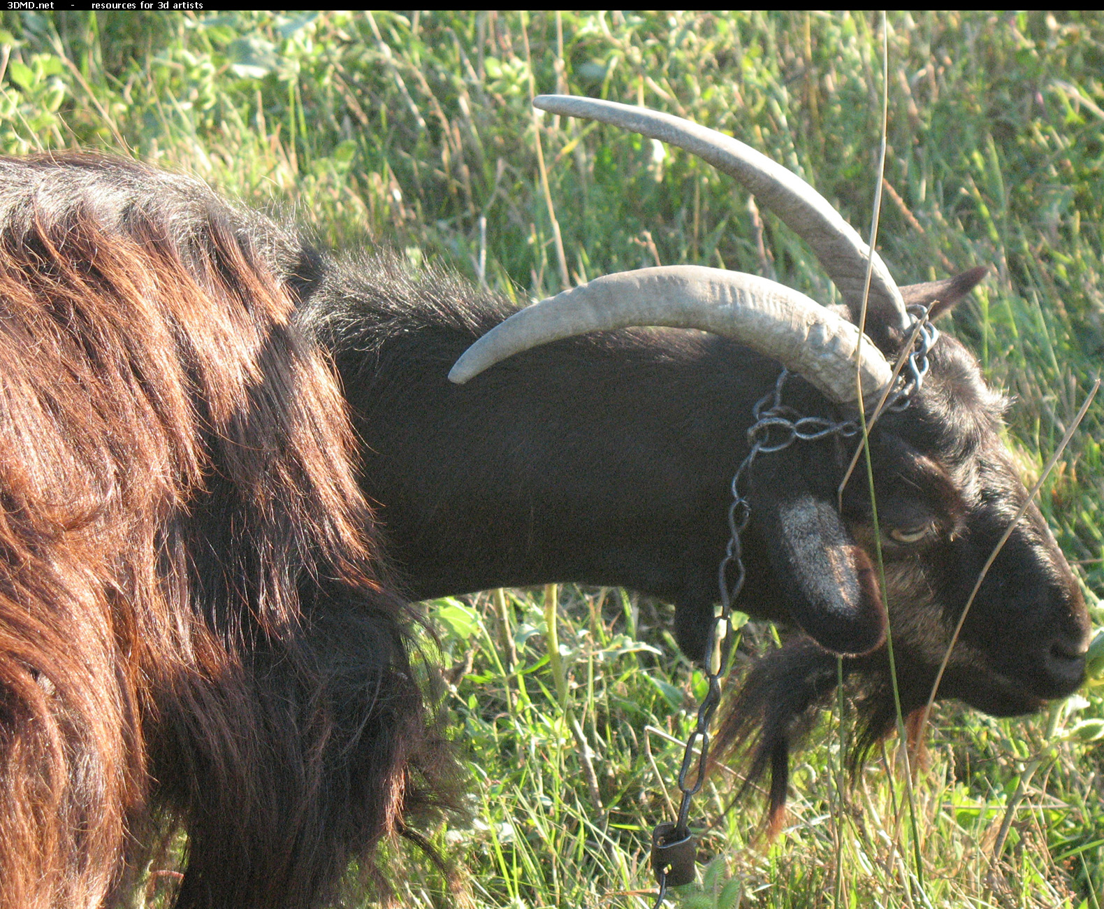 Brown Goat Photo     