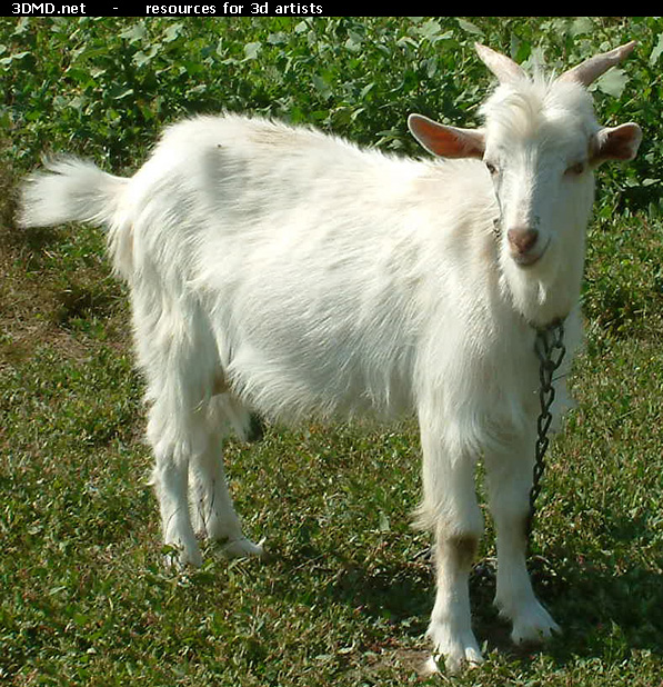 White Goat Kid Photo     