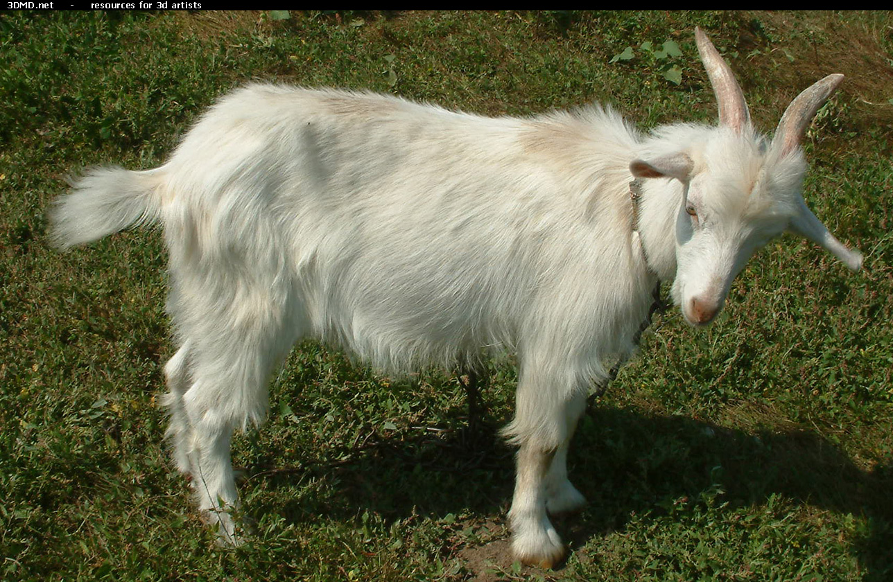 White Goat Kid Photo     