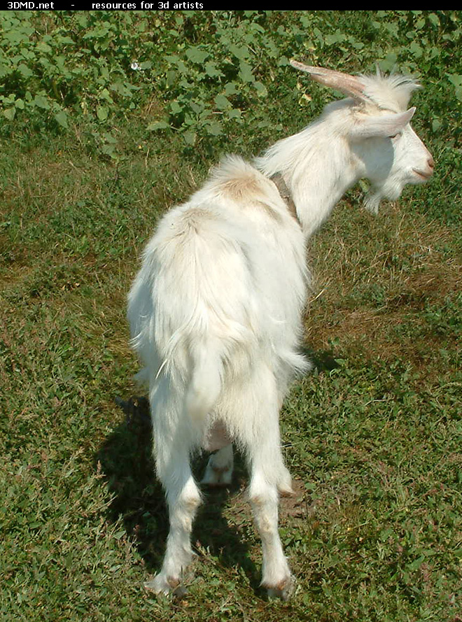 White Goat Kid Photo     
