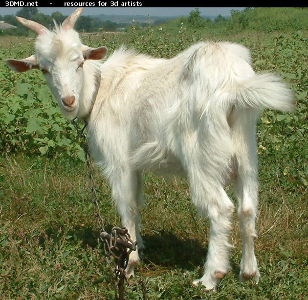 White Goat Kid Photo     