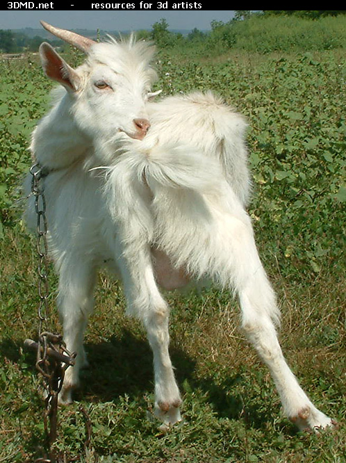 White Goat Kid Photo     