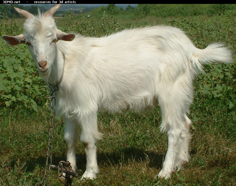 White Goat Kid Photo     
