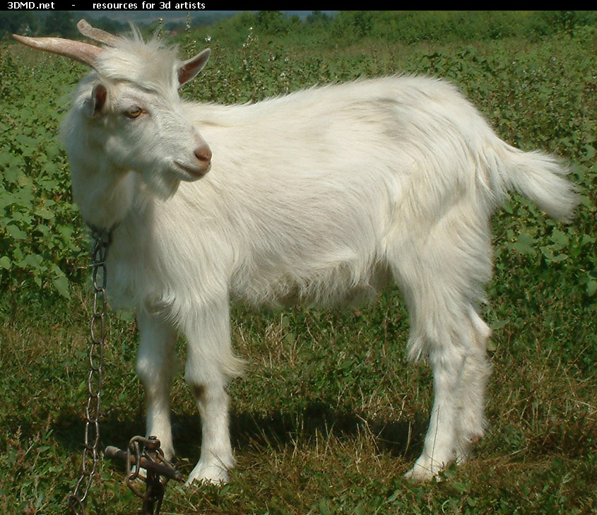 White Goat Kid Photo     