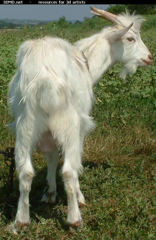 White Goat Kid Photo Back  