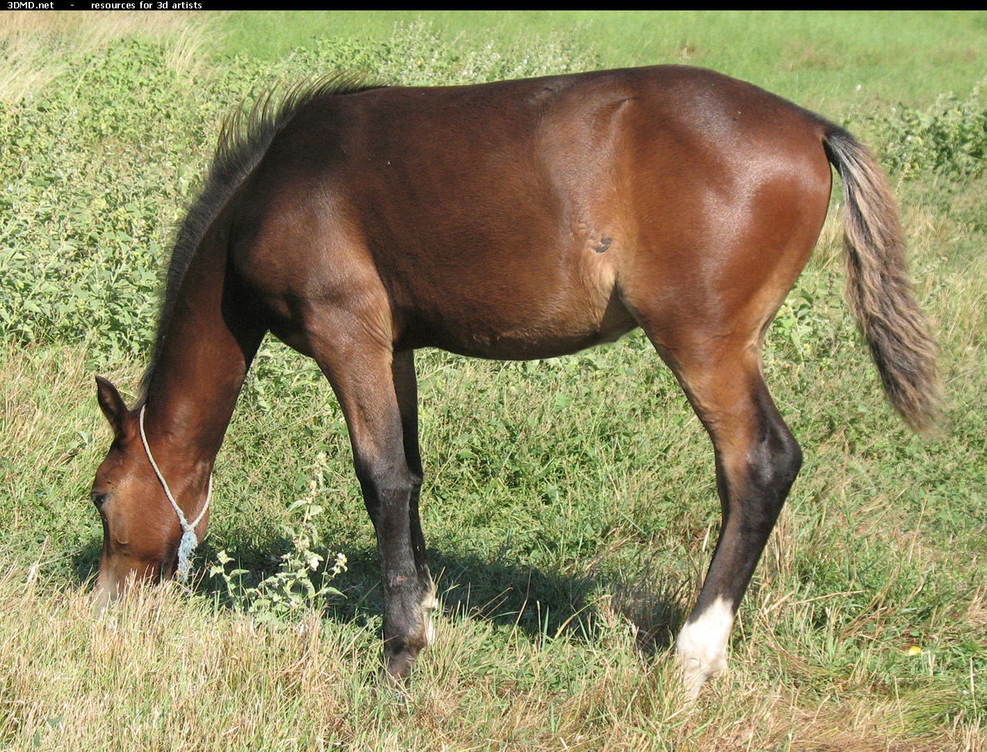 Brown Foal Photo     
