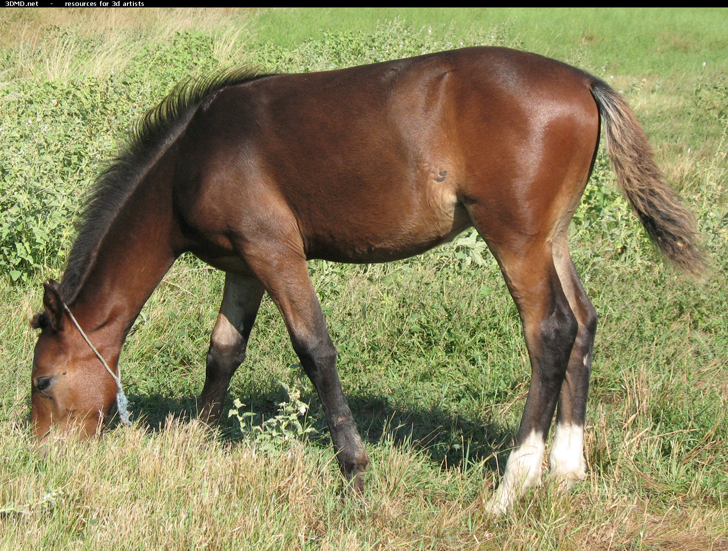 Brown Foal Photo     
