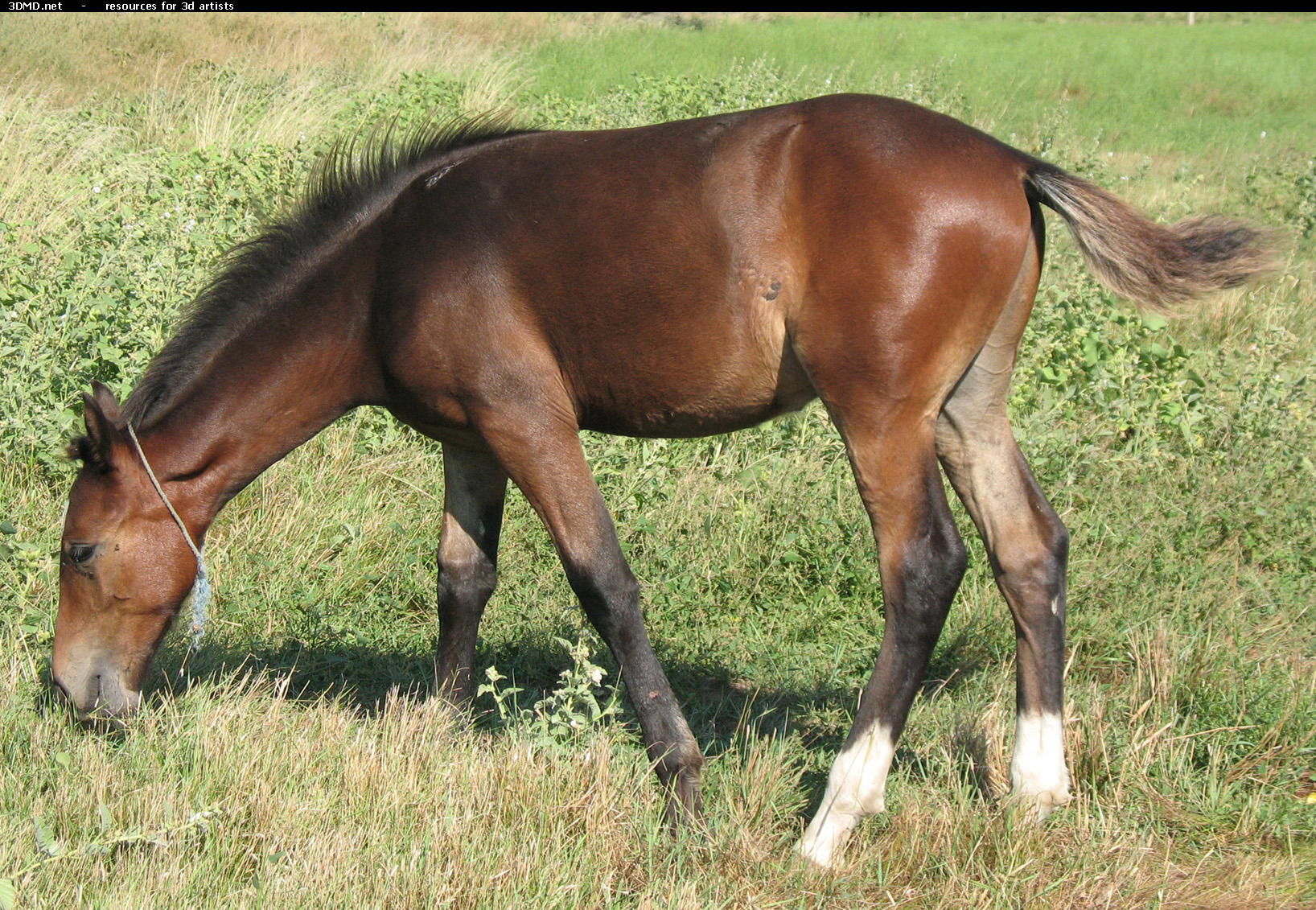Brown Foal Photo     