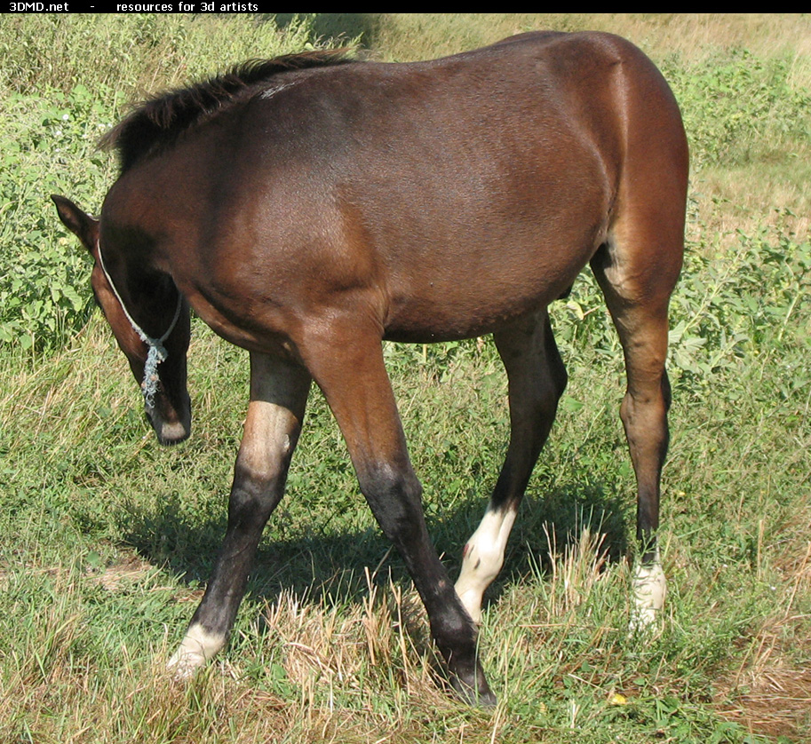 Brown Foal Photo     