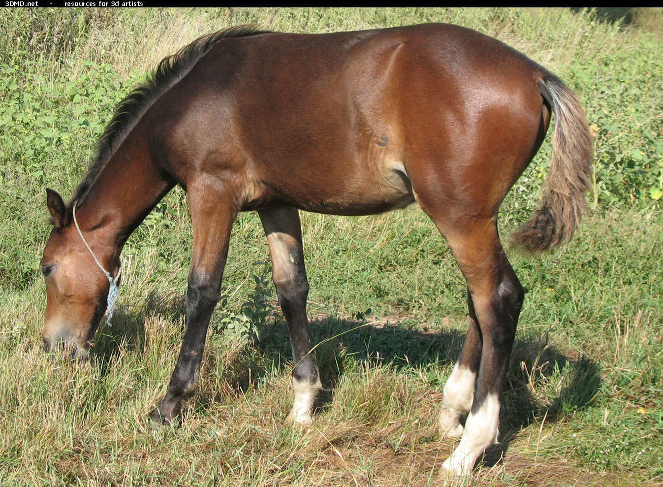 Brown Foal Photo     