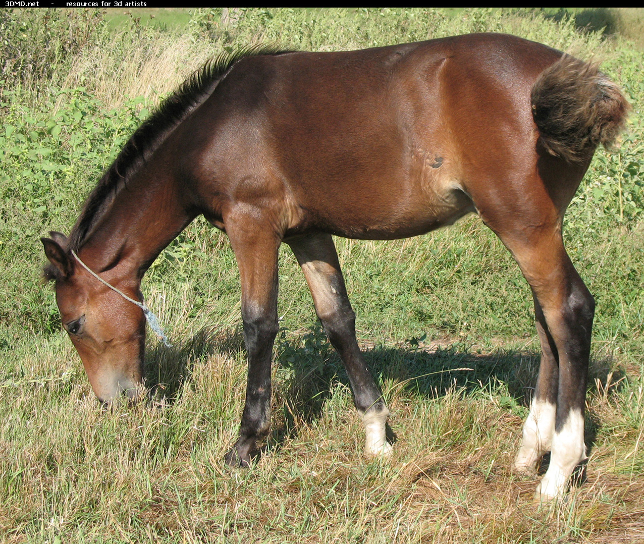 Brown Foal Photo     