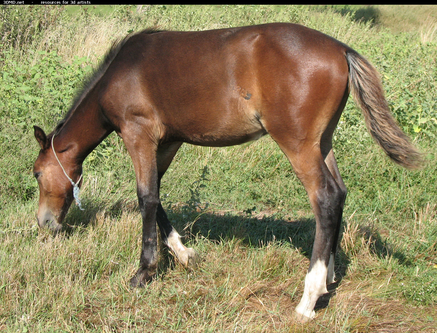 Brown Foal Photo     