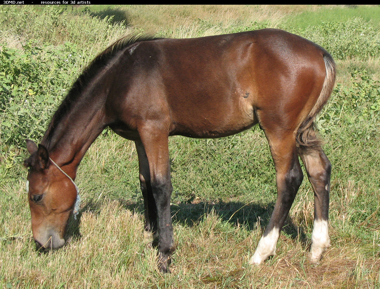 Brown Foal Photo     