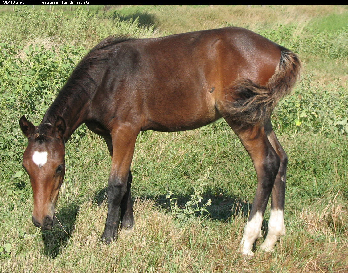 Brown Foal Photo     