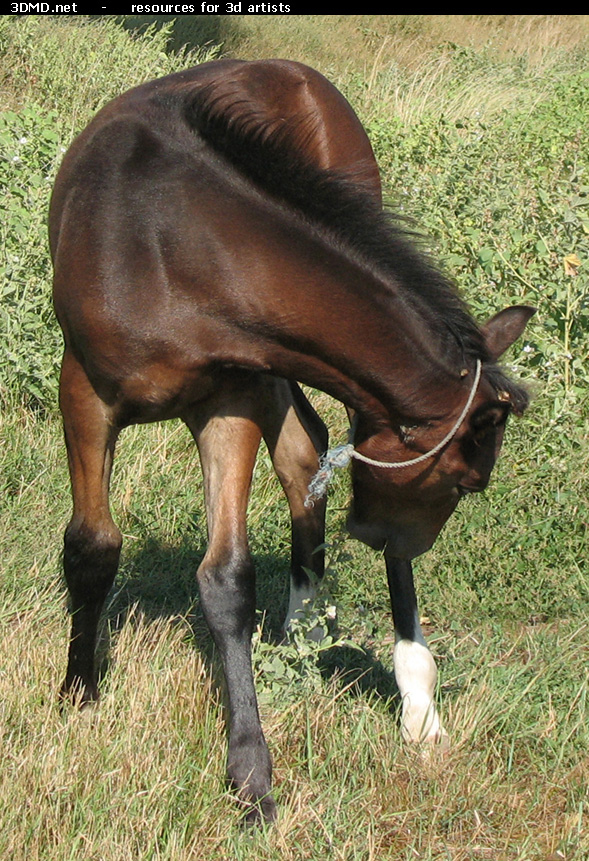 Brown Foal Photo     